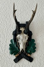 Rehgeweih Bock Reh Geweih