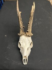 Kaipitaler Rehbock 610g