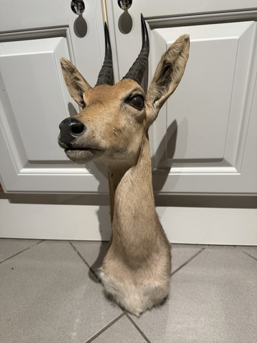 Bergriedbock antilope - bergriedbock,