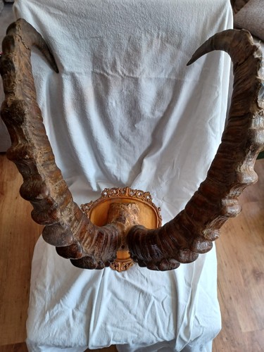Hörnertrophäe steinbock - hörnertrophäe, (steinbock