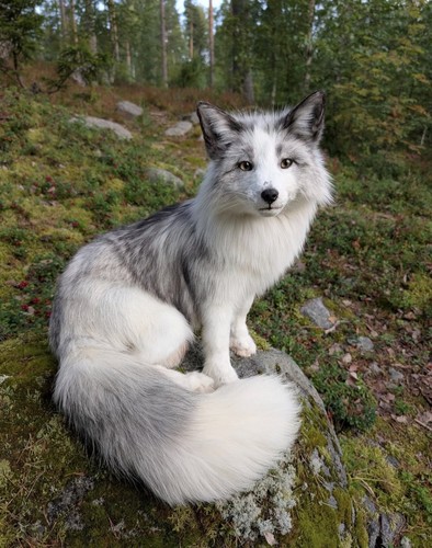 Fuchs softmount taxidermy - softmount,