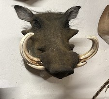 Kapitales Warzenschwein aus