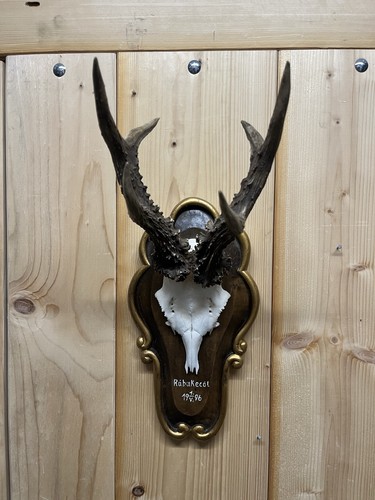 Kapitaler rehbock aus - rehbock, ungarn