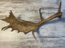 Nr.1 Kapitales Damhirsch