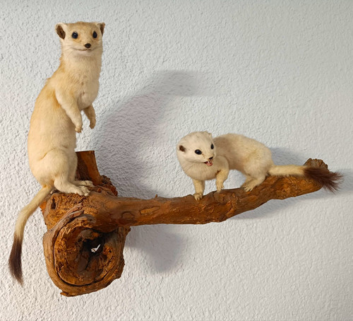 Schönes präparat zweier - präparat,