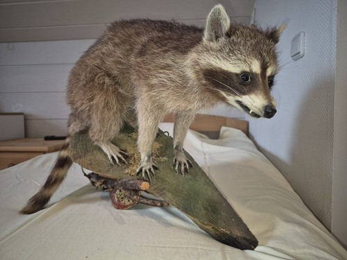Präparierter waschbär auf - waschbär,