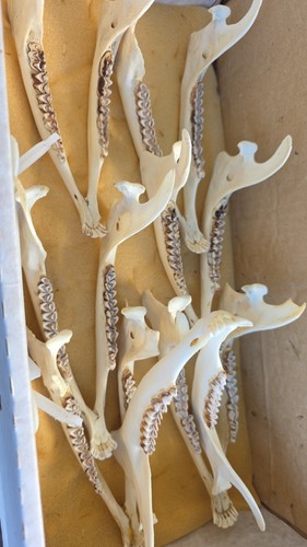 Tierkiefer kieferknochen mit - tierkiefer,