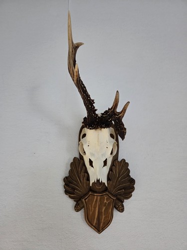 Abnormer rehbock geweih - abnormer, rehbock,