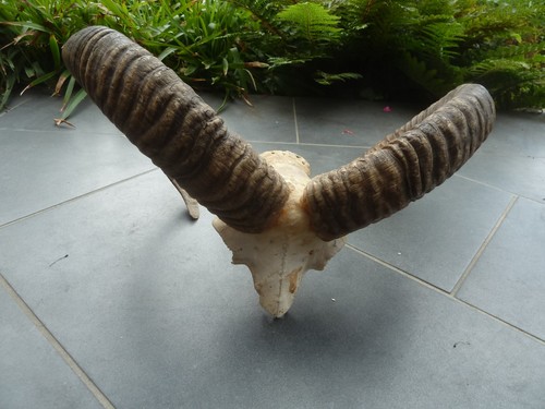 Mufflon widder geweih - mufflon,
