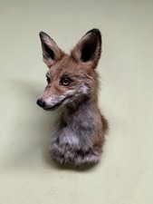 Fuchs, Präparatoren