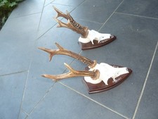 Rehgehörn kapit. 6er, Geweih