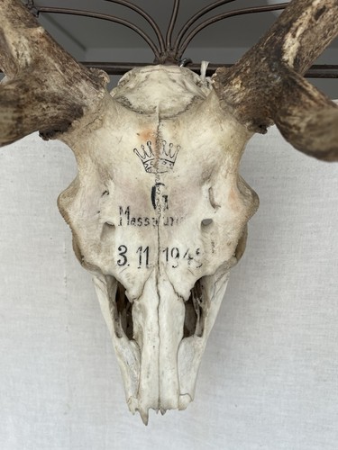 Große damhirsch jagdtrophäe - damhirsch,