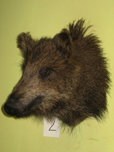 Wildschweinkopf kleines - , (2)