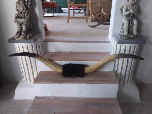 Bull cow longhorn leather - leather, horn