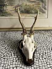 Rehheweih Mit ZÄHNEN