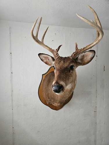Präparat hirsch mit geweih - präparat,