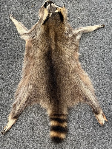 Waschbärfell gegerbt sehr
