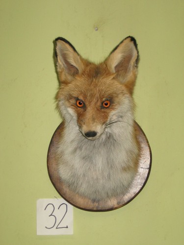 Fuchs kopf präparat - fuchs, (32)