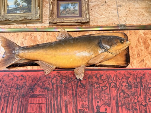 Großer präparierter fisch - großer,