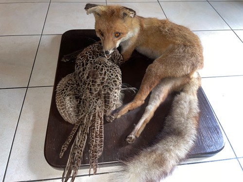 Fuchs rotfuchs liegend - fuchs,