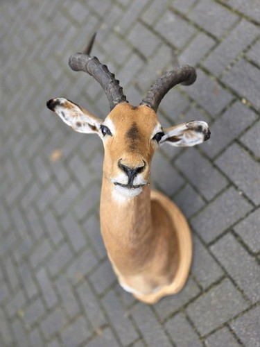 Impala antilope afrika kopf - antilope,