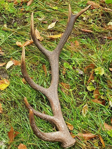Abwurfstangen geweihe - abwurfstangen,