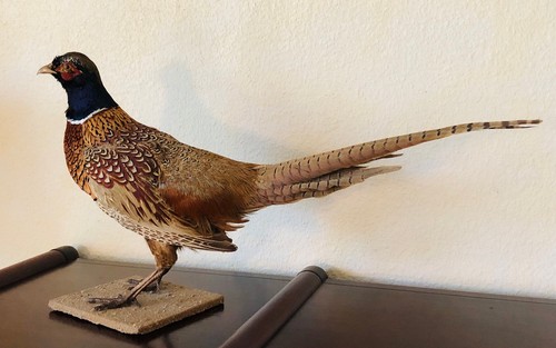 Vogelpräparat von 1978
