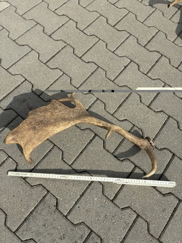 Abwurfstangen rothirsch - abwurfstangen,