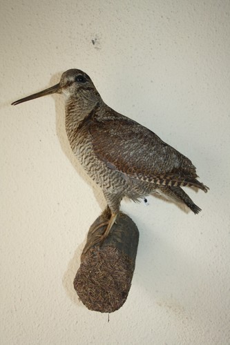 Tierpräparat schnepfe - tierpräparat,