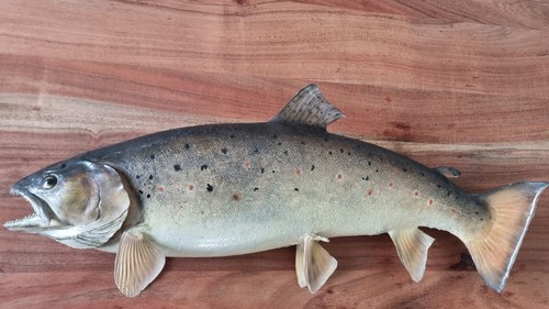 Bachforelle fischpräparat - fischpräparat,