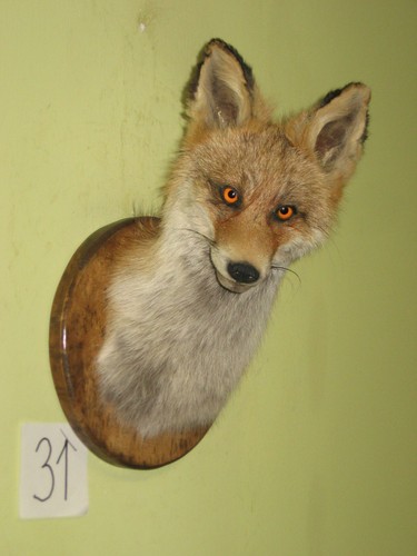 Fuchs kopf präparat - fuchs,
