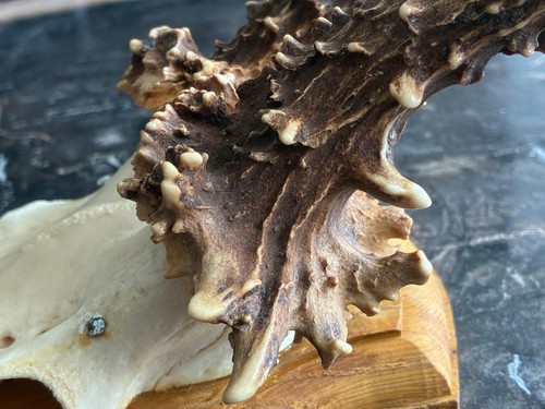 Schwedisches rehbock geweih - schwedisches, rehbock-geweih