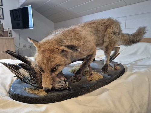 Gut erhaltenes tierpräparat - gut,