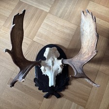 Elch Geweih Trophäe 