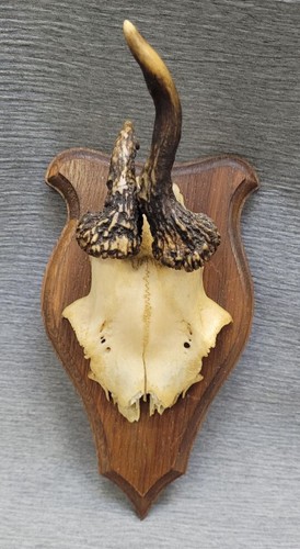 Jagdtrophäe geweih rehbock - jagdtrophäe,