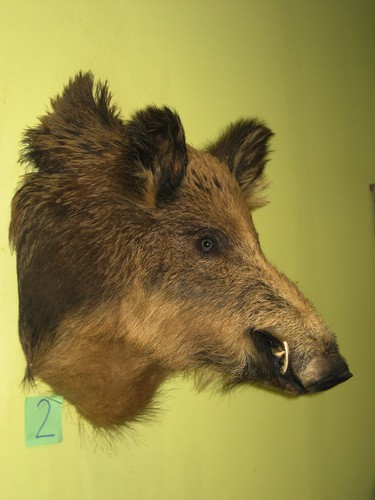 Wildschweinkopf sehr groß - , (2)