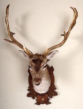 Schöner Damhirschkopf Fallow