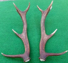 Paar Abwurfstangen Rothirsch