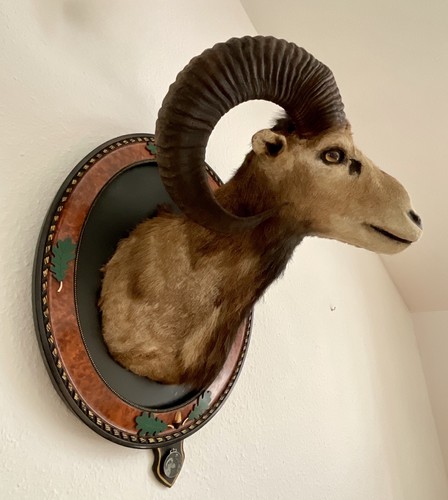 Mufflon widder geweih - widder,