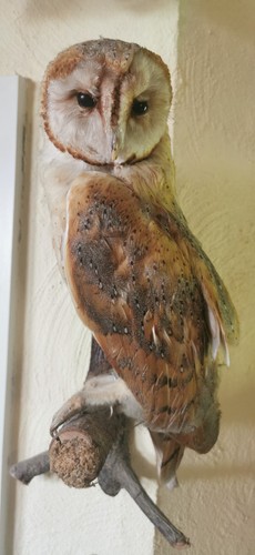 Schleiereule vogelpräparat - schleiereule,,