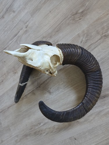 Starker mufflon gehörn - starker,