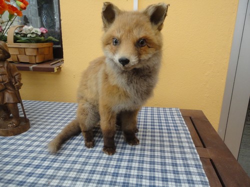 Tierpräparat jung fuchs - tierpräparat,