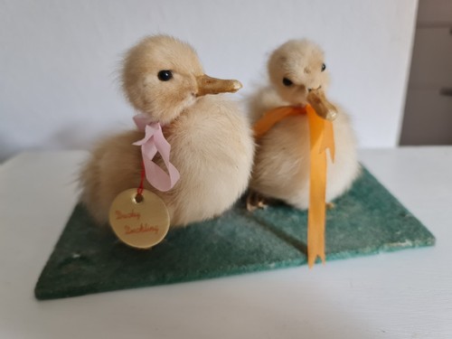 Tierpräparat präpariertes - tierpräparat,, /