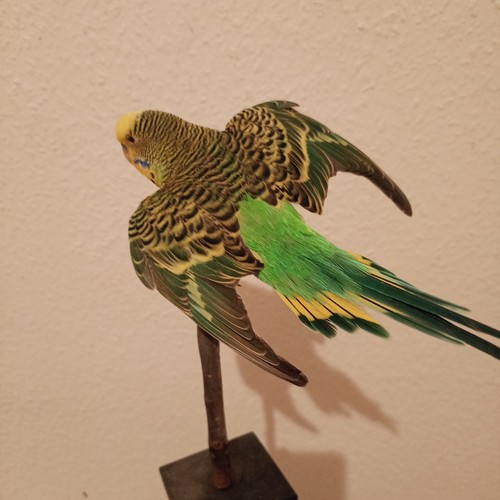 Wellensittich budgerigar - wellensittich,