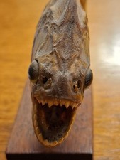 Piranha Fisch Präparat auf