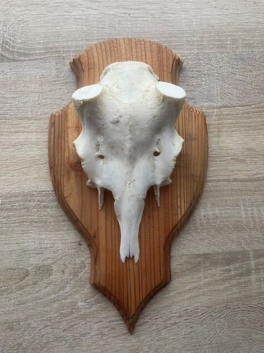 Schädel damhirsch schild - schÄdel,