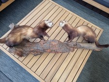 Marder/Steinmarder-Präparat