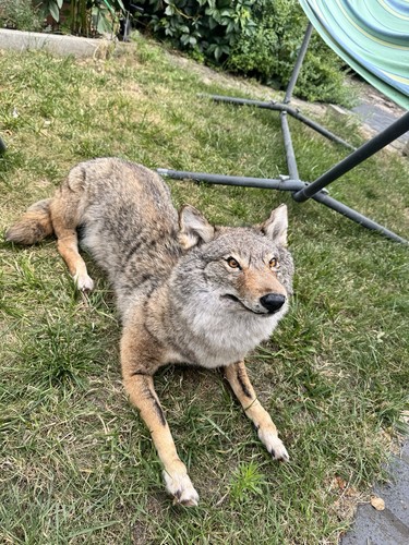Softmount tierpräparat canis - softmount,