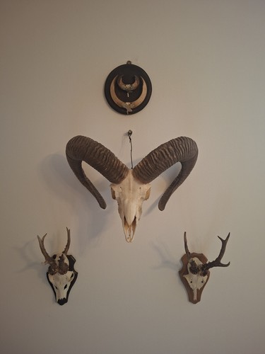 Mufflon widder schädel - widder,