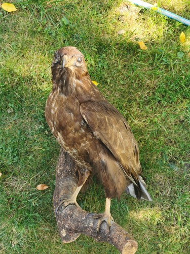 Mäusebussard tierpräparat - mäusebussard,